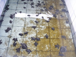 Želvy v bazénech
